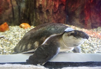 big sea turtle in aquarium.......