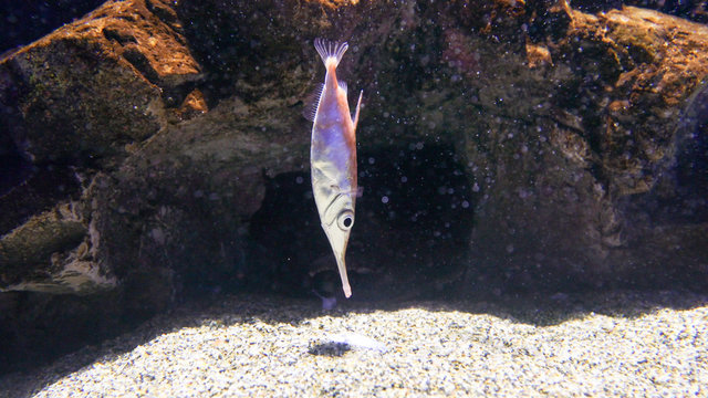 サギフエ　-Longspine snipefish-