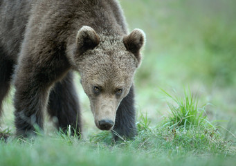 Obraz premium A brown bear in the green forest. Big Brown Bears animal. Ursus arctos.