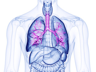 3d rendered medically accurate illustration of the bronchi