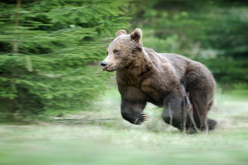 Obraz na płótnie Canvas A brown bear in the green forest. Big Brown Bears animal. Ursus arctos.