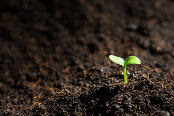 Pumpkin seedlings are growing from the soil and there is a morning shining.