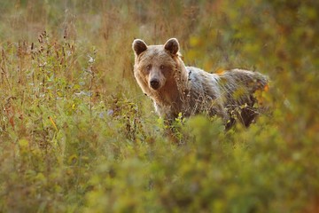 A brown bear in the green forest. Big Brown Bears animal. Ursus arctos.