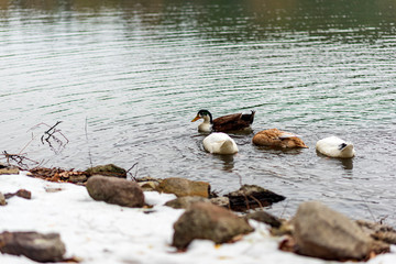 Nature background of ducks swimming in pond waters