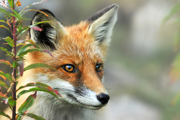 Red Fox in forest. Smart foxes in natural habitat.