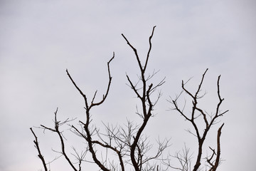 Fototapeta na wymiar The branches of trees that change according to the season