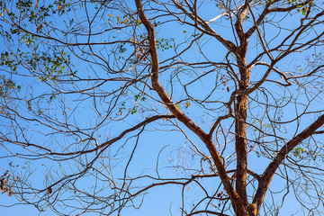 The branches of trees that change according to the season