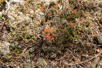 Moss in different colors as background. Moss texture 