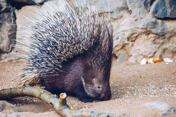 Porcupine in a Zoo in Prague, the Czech Republic. Large Porcupine, Common Porcupine. Close up of a big porcupine.