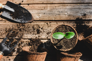 Seedlings are growing in a coconut fiber pot placed on a wooden floor, combined with planting equipment.