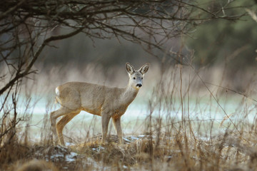 Roe deer standing in forest natural habitat.
