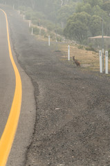 Wallaby eating roadside during heavy bushfire smoke
