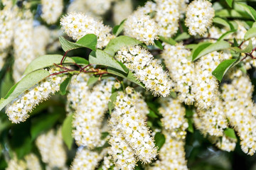 many small open inflorescences on the branches of the shrub