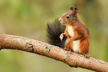 Naklejka na ściany i meble Cute red squirrel in autumn park on stump.