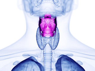 3d rendered medically accurate illustration of the human larynx