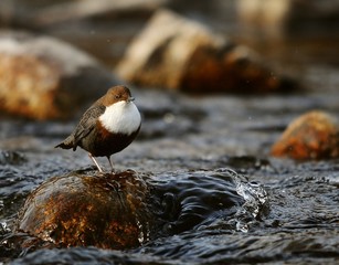 Dipper water bird, Cinclus cinclus, in natural habitat.