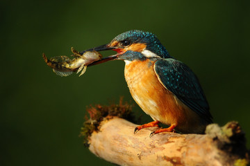 Kingfisher bird with fish detail, Alcedo atthis