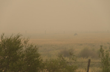 Australian kangaroo standing in a smoke filled field from nearby bush fires