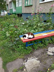 street cat