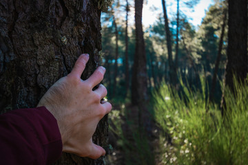 Punto de vista de la mano de un explorador apoyada en un árbol