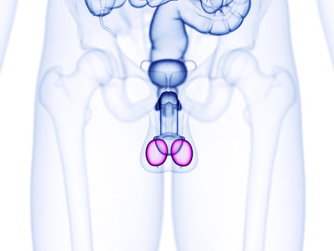 3d rendered medically accurate illustration of the testes