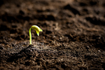 The seedling are growing in the soil.