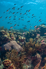 Caribbean coral garden