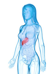 3d rendered medically accurate illustration of a diseased liver