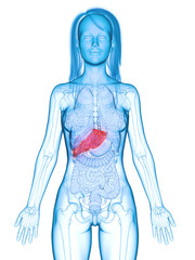 3d rendered medically accurate illustration of a diseased liver