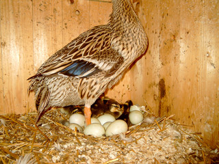 Laufenten Küken bei dem Schlüpfen aus dem Ei