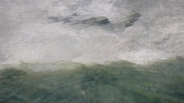 Fish Gudgeon (Gobio gobio) froze in anticipation of prey