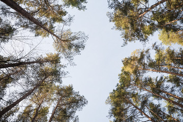 pine tree tops shot from bottom up on sunny summer day