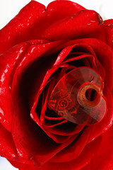 A close up macro shot of a red rose