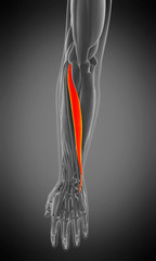 Obraz na płótnie Canvas 3d rendered medically accurate muscle anatomy illustration - extensor carpi ulnaris