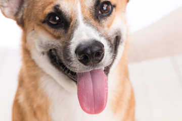 Closeup of a small dog's tongue, white background