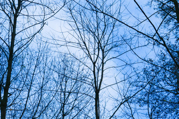 Obraz premium Silhouette degli alberi nel bosco con un cielo blu in inverno, stagioni e paesaggi