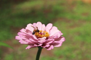 Flower & Bee - A Symbiotic Relation - Collecting Nectar