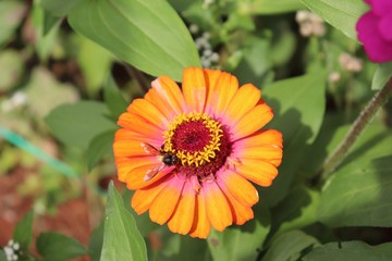 Flower & Bee - A Symbiotic Relation - Collecting Nectar