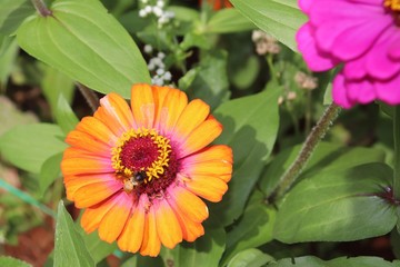 Flower & Bee - A Symbiotic Relation - Collecting Nectar