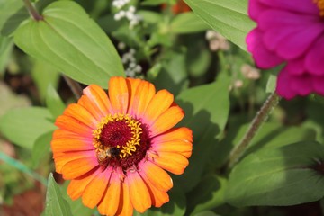 Flower & Bee - A Symbiotic Relation - Collecting Nectar