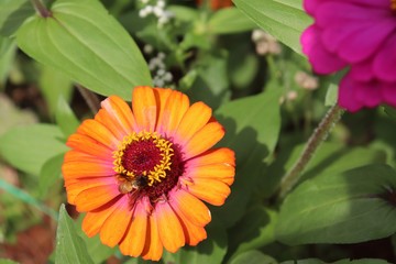 Flower & Bee - A Symbiotic Relation - Collecting Nectar
