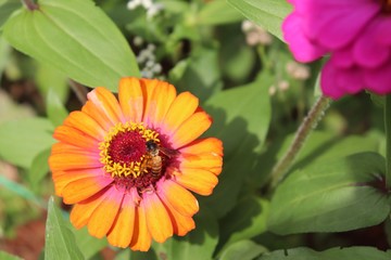 Flower & Bee - A Symbiotic Relation - Collecting Nectar