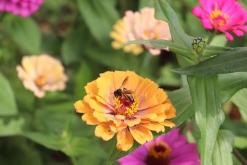 Flower & Bee - A Symbiotic Relation - Collecting Nectar
