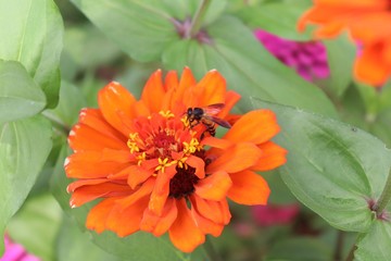 Flower & Bee - A Symbiotic Relation - Collecting Nectar