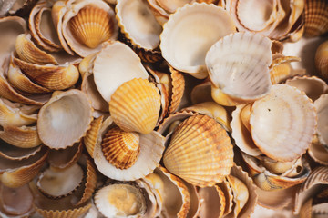 seashells on a white background