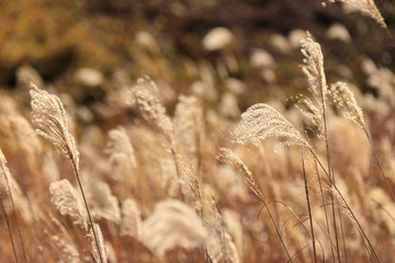 Fototapeta premium 秋吉台 すすき 山口県美祢市 Akiyoshidai Susuki Yamaguchi Mine city