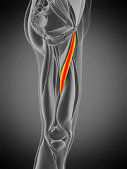 3d rendered medically accurate muscle anatomy illustration - adductor longus
