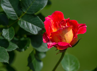 Rose flower. Photo plants in the garden on a green background. Soft focus.