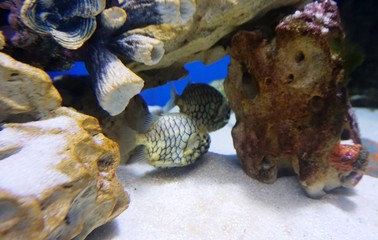 подводный мир выставка морских рыб Новосибирский океанариум