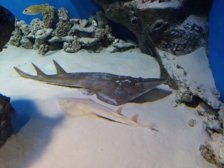 подводный мир выставка морских рыб Новосибирский океанариум